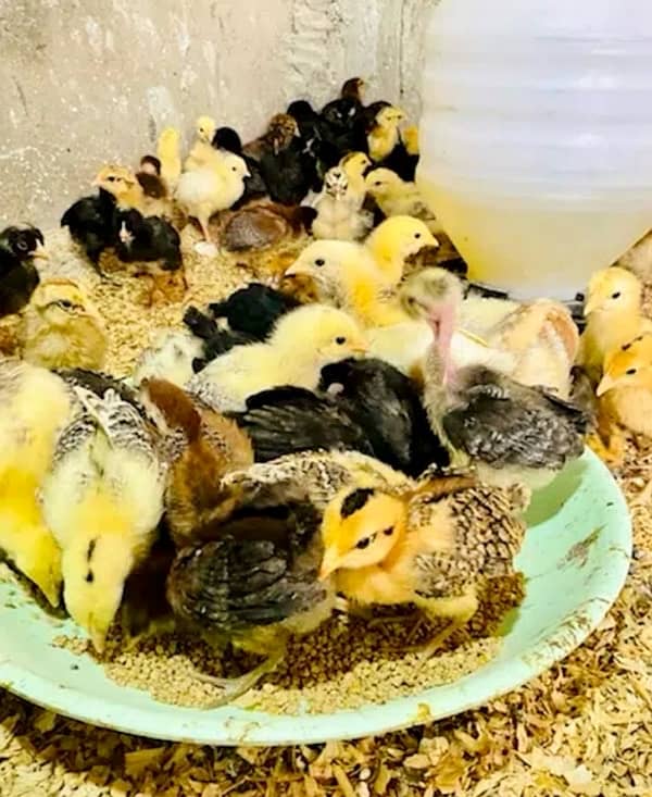 Golden|Misri|Desi|Chicks|Pathi|Murgi|EggLaying Hen|Chuzay|lohman brown 0