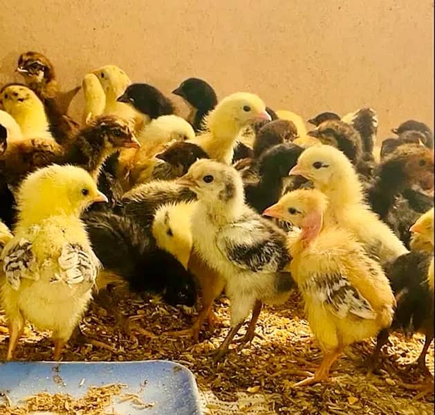 Golden|Misri|Desi|Chicks|Pathi|Murgi|EggLaying Hen|Chuzay|lohman brown 1