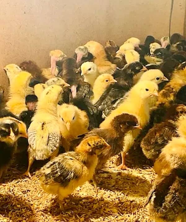 Golden|Misri|Desi|Chicks|Pathi|Murgi|EggLaying Hen|Chuzay|lohman brown 2