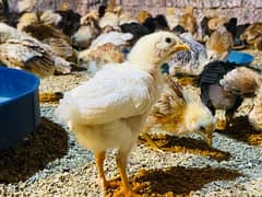 Golden|Misri|Desi|Chicks|Pathi|Murgi|EggLaying Hen|Chuzay|lohman brown