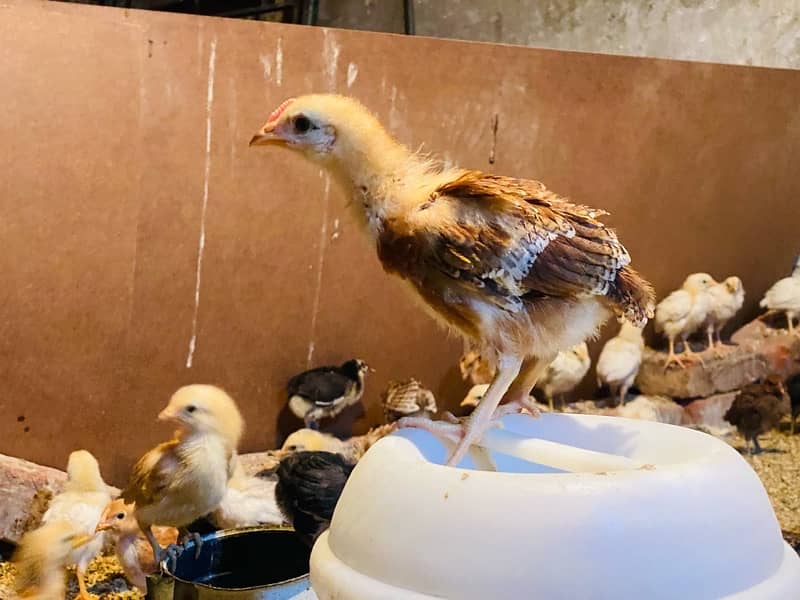 Golden|Misri|Desi|Chicks|Pathi|Murgi|EggLaying Hen|Chuzay|lohman brown 7