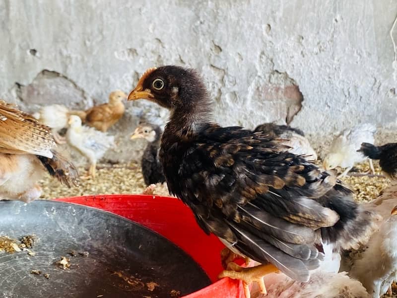 Golden|Misri|Desi|Chicks|Pathi|Murgi|EggLaying Hen|Chuzay|lohman brown 8