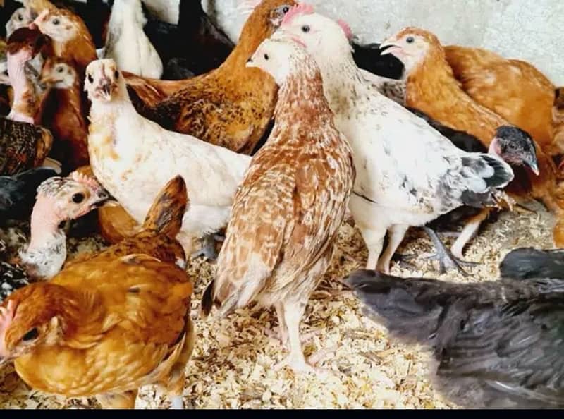 Golden|Misri|Desi|Chicks|Pathi|Murgi|EggLaying Hen|Chuzay|lohman brown 11