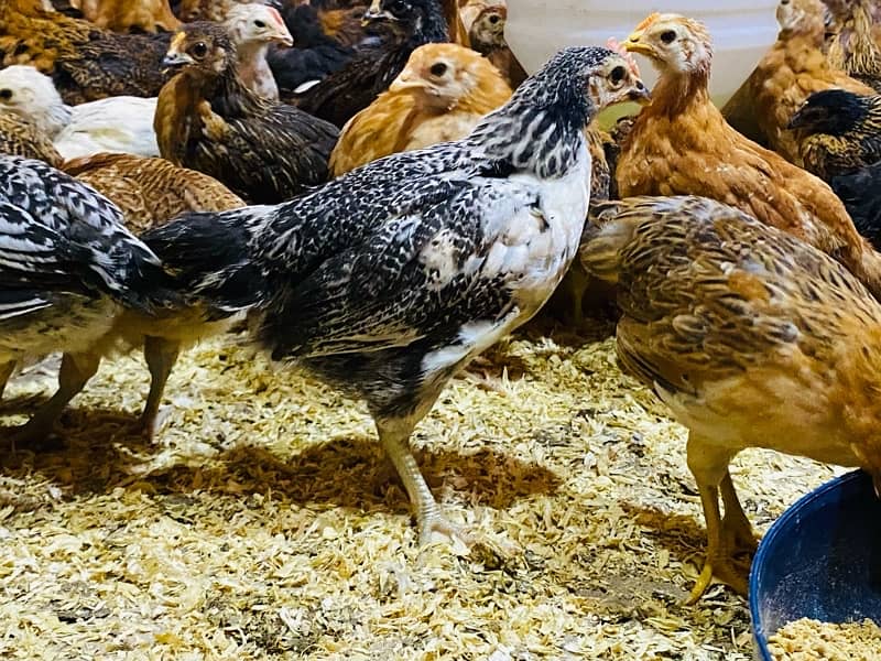 Golden|Misri|Desi|Chicks|Pathi|Murgi|EggLaying Hen|Chuzay|lohman brown 12