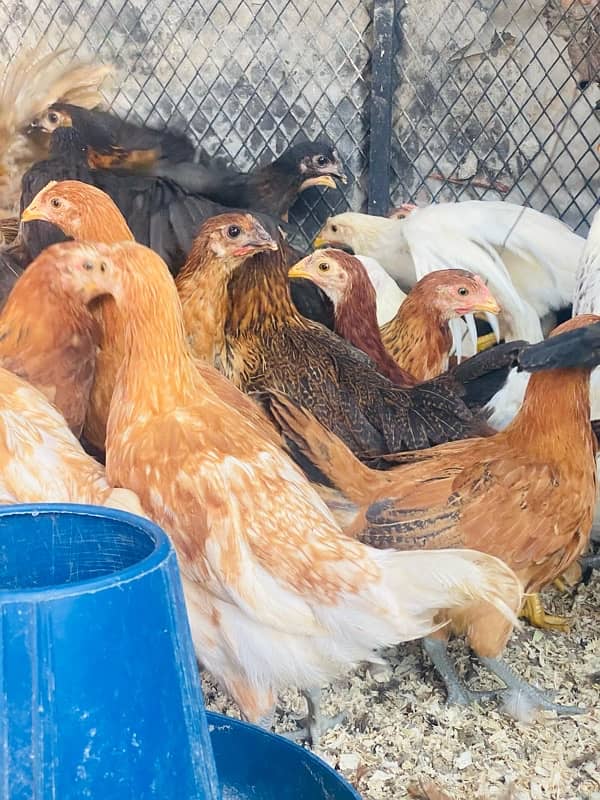 Golden|Misri|Desi|Chicks|Pathi|Murgi|EggLaying Hen|Chuzay|lohman brown 13