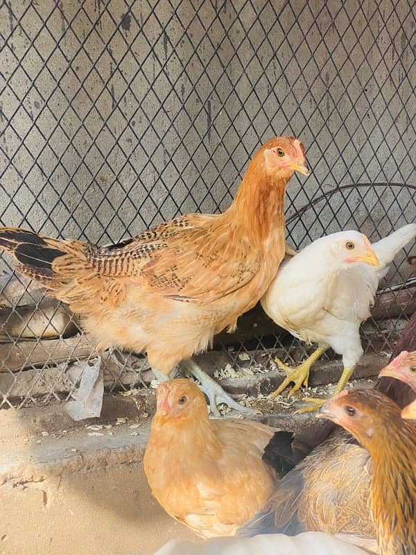 Golden|Misri|Desi|Chicks|Pathi|Murgi|EggLaying Hen|Chuzay|lohman brown 14