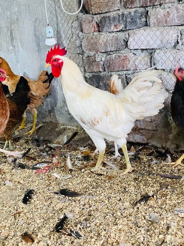 Golden|Misri|Desi|Chicks|Pathi|Murgi|EggLaying Hen|Chuzay|lohman brown 15