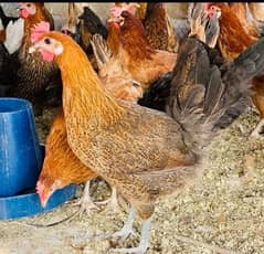 Golden|Misri|Desi|Chicks|Pathi|Murgi|EggLaying Hen|Chuzay|lohman brown