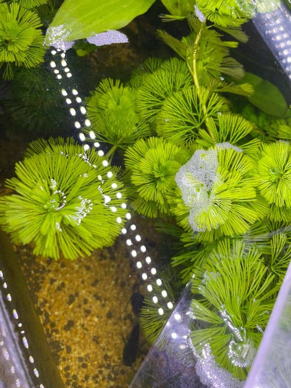 Aquarium Plants for sale Cabomba 0