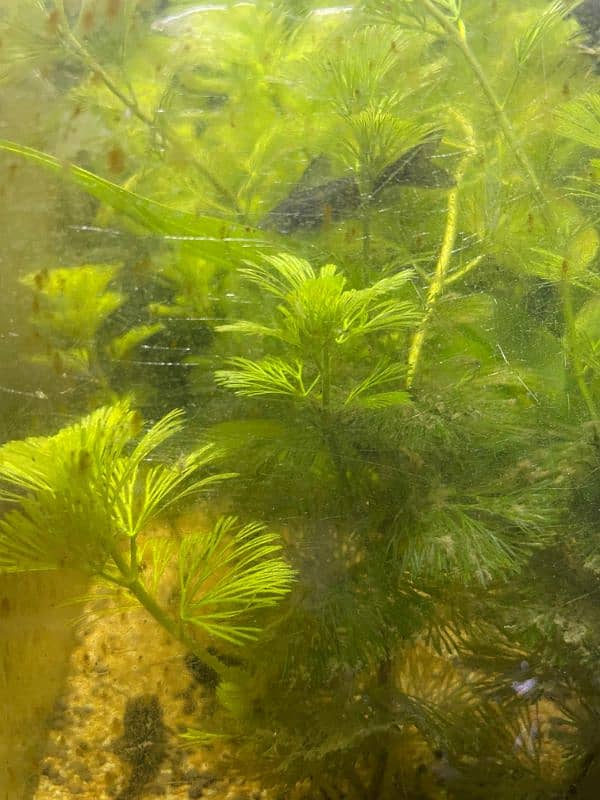 Aquarium Plants for sale Cabomba 1