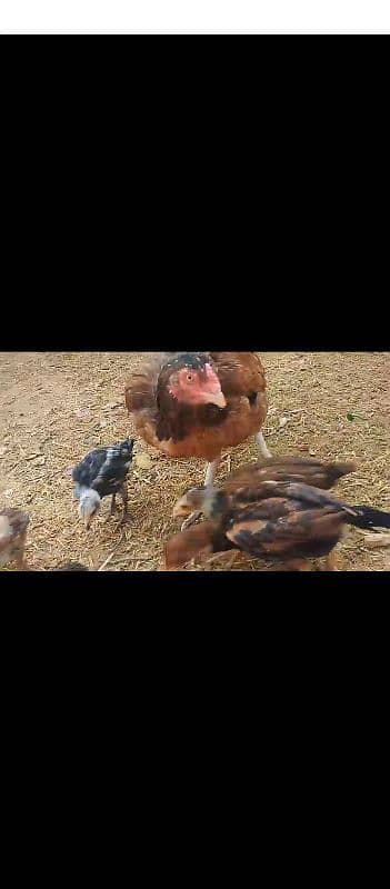 1 aseel patha aur 9 aseel chicks for sale 1