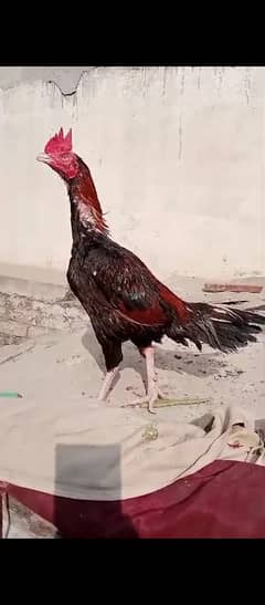 Hens | Aseel Hens | Bengum Aseel | Pure Aseel | Aseel Hens For Sale