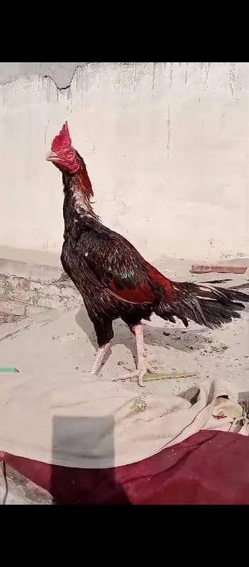 Hens | Aseel Hens | Bengum Aseel | Pure Aseel | Aseel Hens For Sale 1