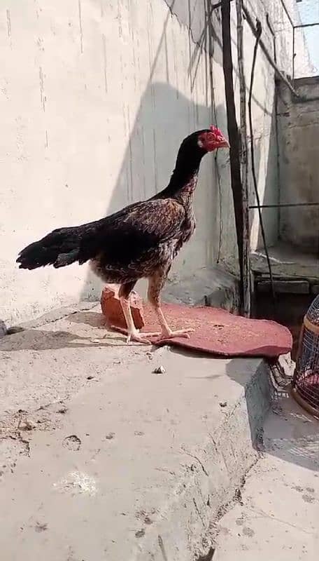 Hens | Aseel Hens | Bengum Aseel | Pure Aseel | Aseel Hens For Sale 2