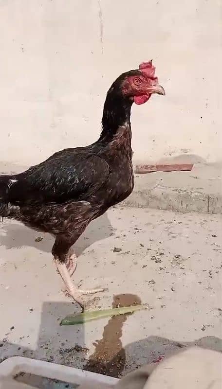 Hens | Aseel Hens | Bengum Aseel | Pure Aseel | Aseel Hens For Sale 4