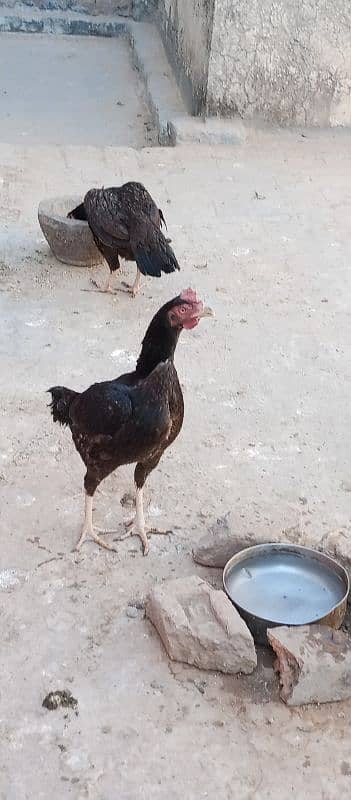 Hens | Aseel Hens | Bengum Aseel | Pure Aseel | Aseel Hens For Sale 5