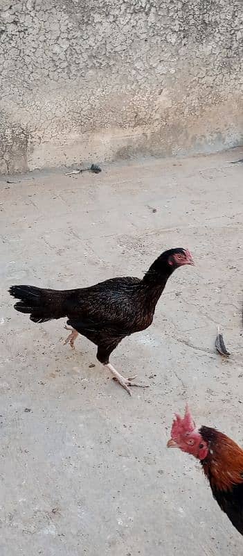 Hens | Aseel Hens | Bengum Aseel | Pure Aseel | Aseel Hens For Sale 6