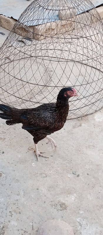 Hens | Aseel Hens | Bengum Aseel | Pure Aseel | Aseel Hens For Sale 7