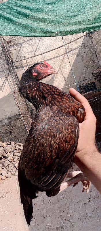 Hens | Aseel Hens | Bengum Aseel | Pure Aseel | Aseel Hens For Sale 8