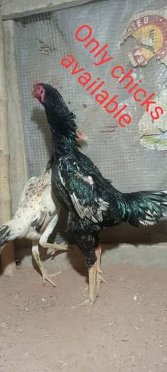 Best Quality Shamoo Chicks Available for sale