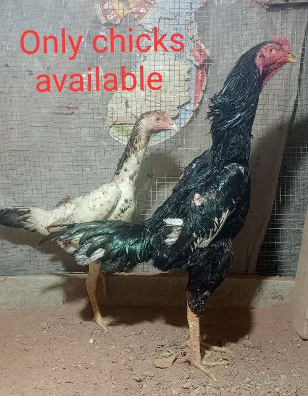 Best Quality Shamoo Chicks Available for sale 0316-4221432 1