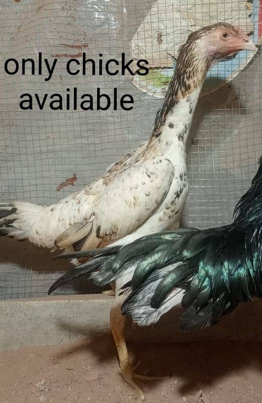 Best Quality Shamoo Chicks Available for sale 0316-4221432 2