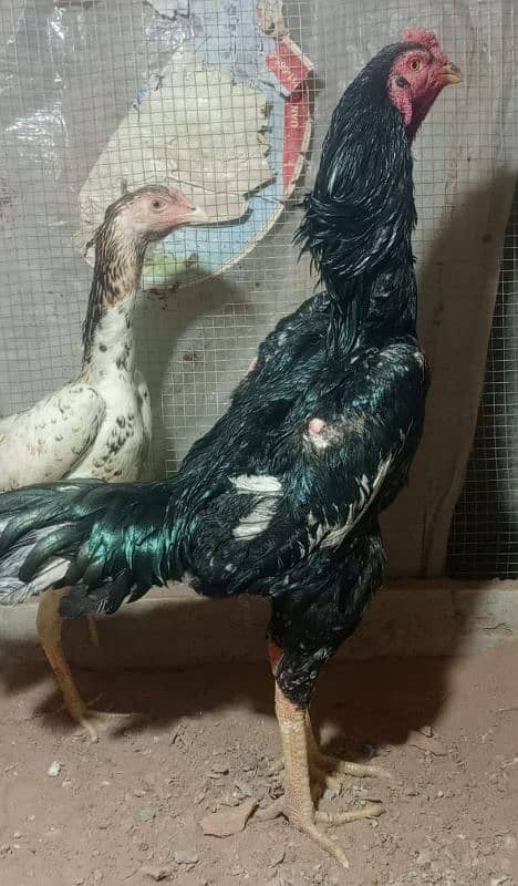 Best Quality Shamoo Chicks Available for sale 0316-4221432 4