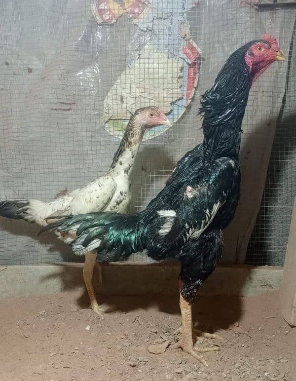 Best Quality Shamoo Chicks Available for sale 0316-4221432 6