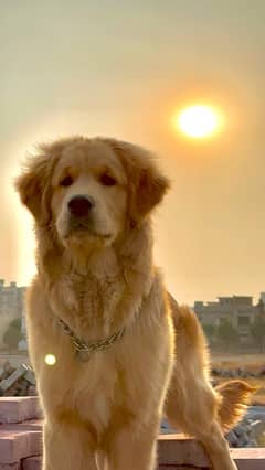 Golden Retriever Pup