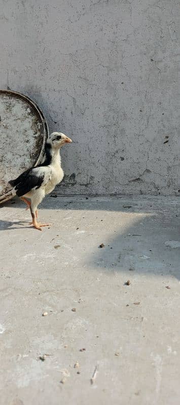 Thai Chicks / BlackEyes / Imported / High quality / chicks For Sale 1