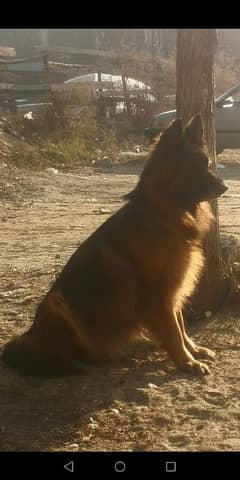 pedigree  long coat GSD FEMALE 3.5 YEARS. Fully trained.