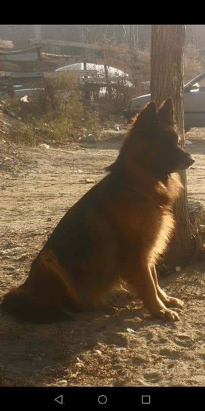 pedigree  long coat GSD FEMALE 3.5 YEARS. Fully trained. 0