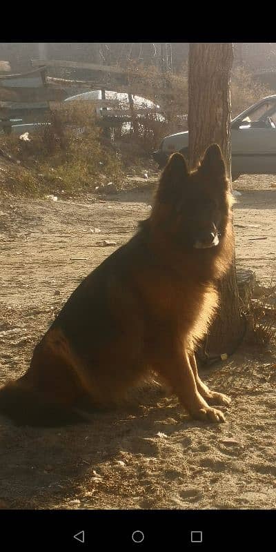 pedigree  long coat GSD FEMALE 3.5 YEARS. Fully trained. 1