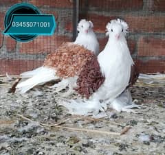 Saddle frillback imported bloodline pair