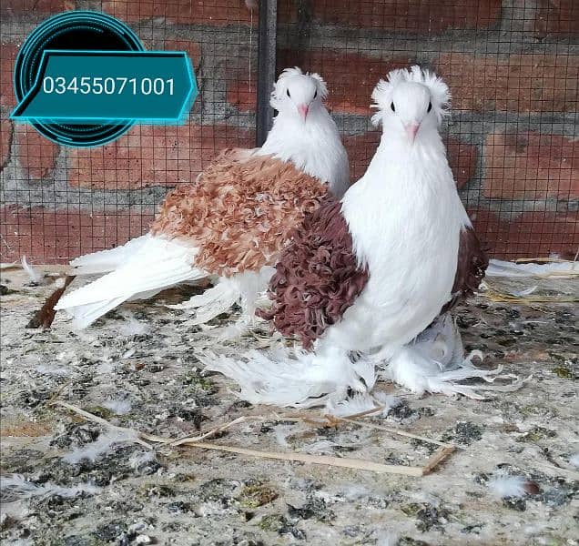 Saddle frillback imported bloodline pair 0