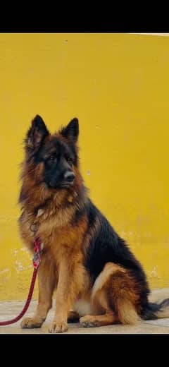 German shepherd long coat pink pedigree