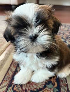 Shih Tzu highly pedigreed adorable female puppy