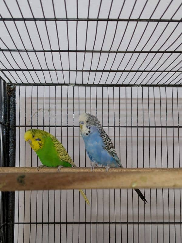 UnderSize and Normal budgies Breeding Pairs 0