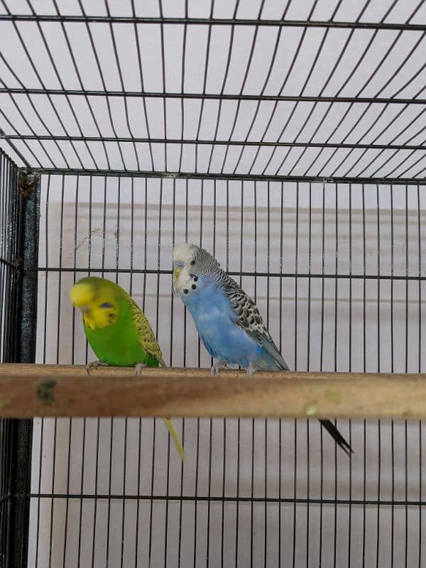 UnderSize and Normal budgies Breeding Pairs 1