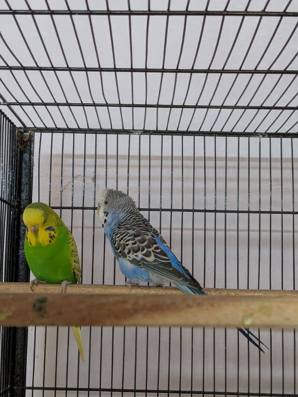 UnderSize and Normal budgies Breeding Pairs 2