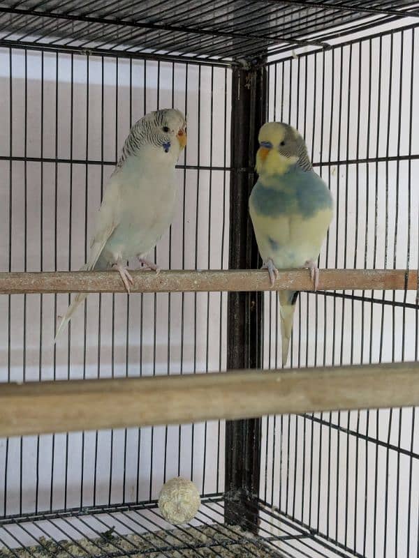 UnderSize and Normal budgies Breeding Pairs 3