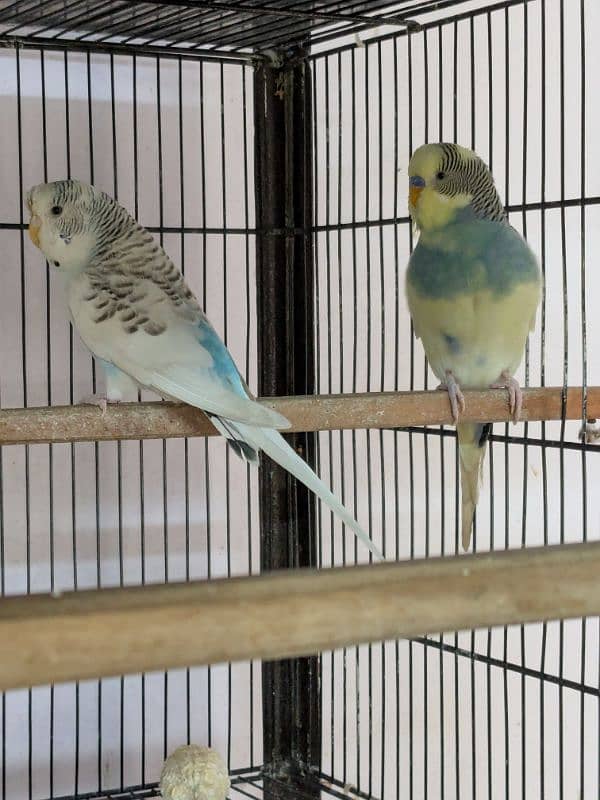 UnderSize and Normal budgies Breeding Pairs 4