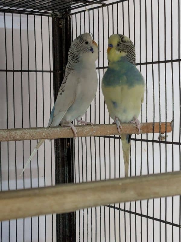 UnderSize and Normal budgies Breeding Pairs 5