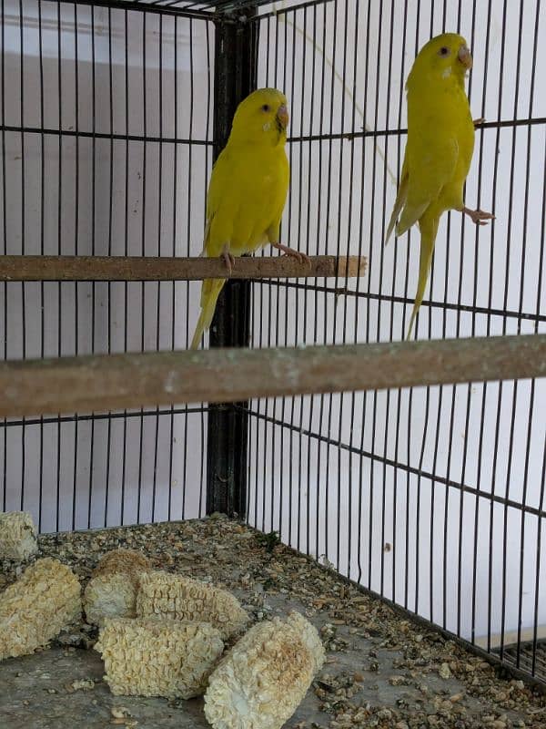 UnderSize and Normal budgies Breeding Pairs 6