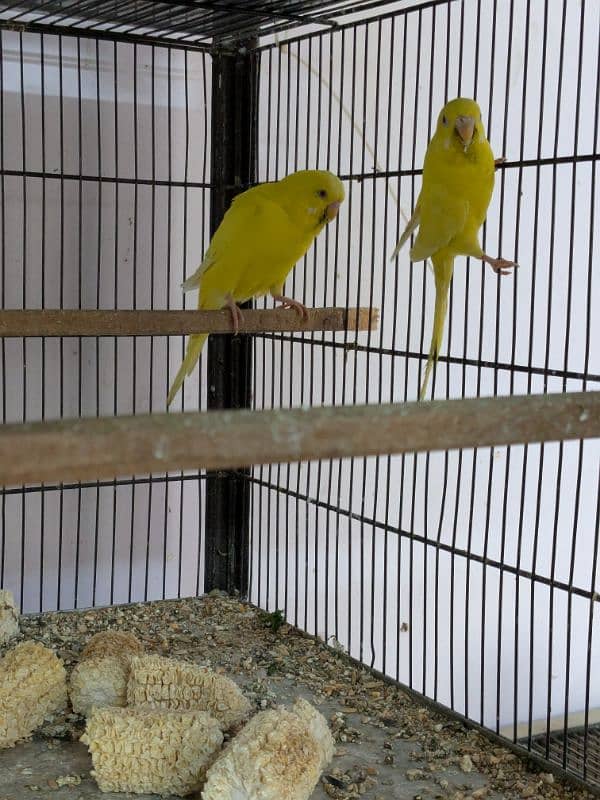 UnderSize and Normal budgies Breeding Pairs 7