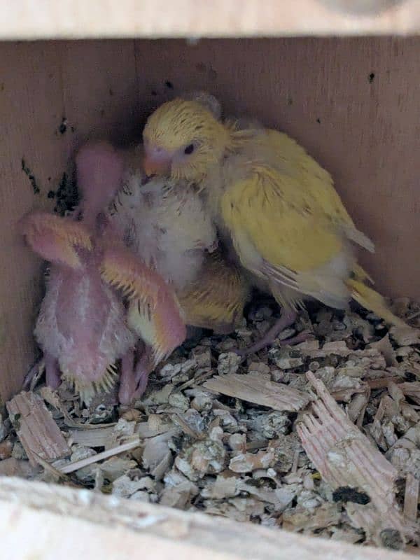 UnderSize and Normal budgies Breeding Pairs 8