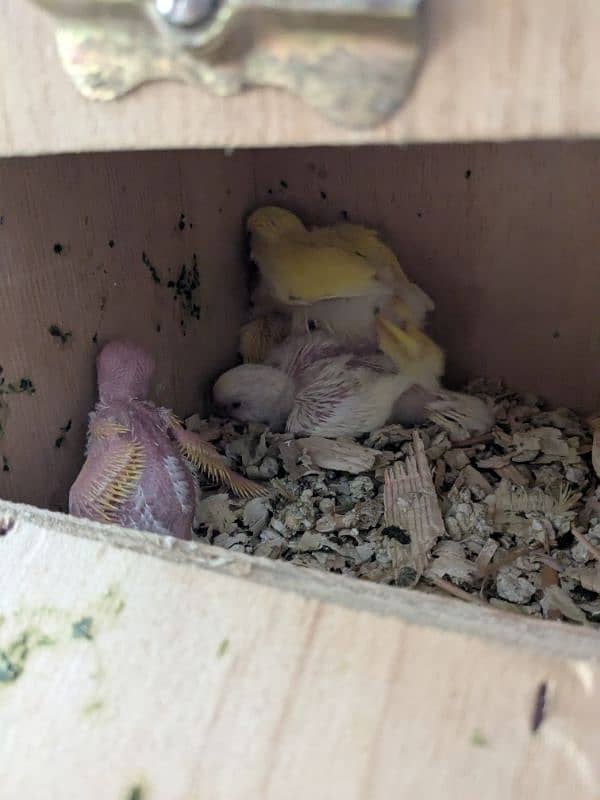 UnderSize and Normal budgies Breeding Pairs 9