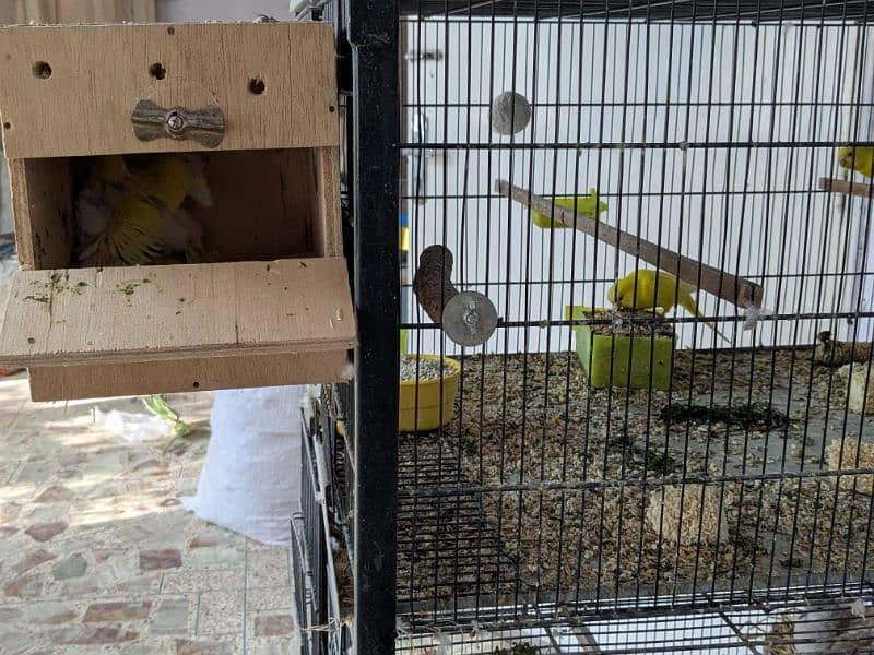 UnderSize and Normal budgies Breeding Pairs 10