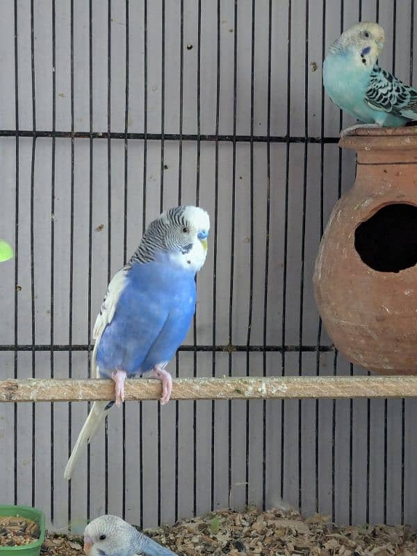 UnderSize and Normal budgies Breeding Pairs 11