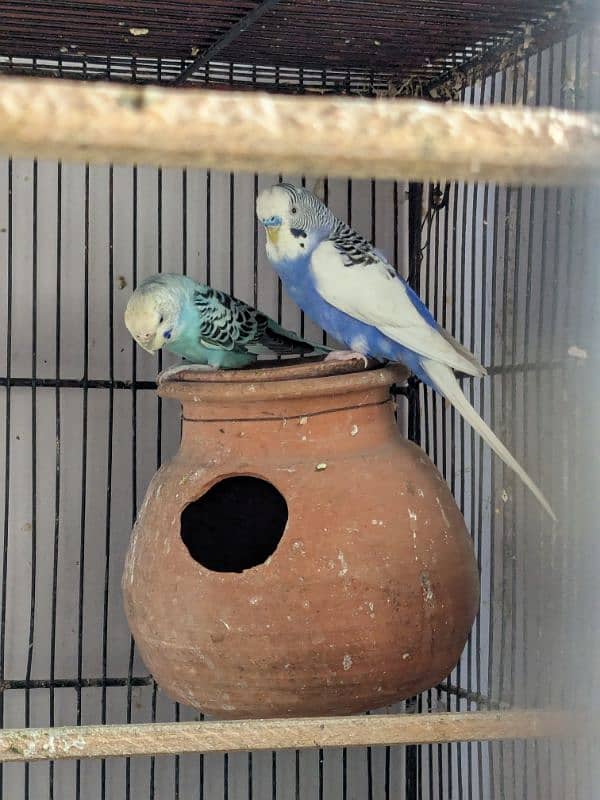 UnderSize and Normal budgies Breeding Pairs 12